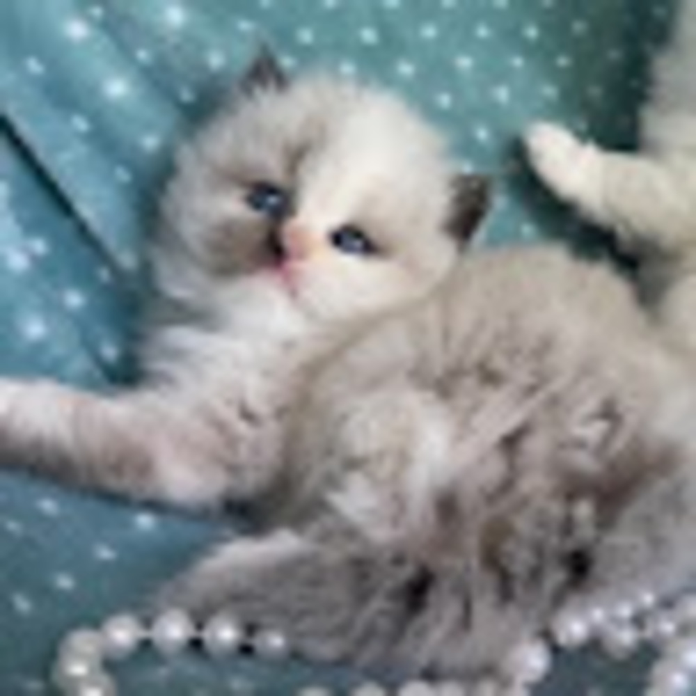 Meet your Posher, Minou